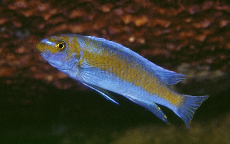 Labeotropheus trewavasae 'Lion's Cove'